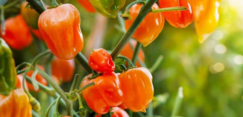 Mexican food with Mexican Chilli Peppers
