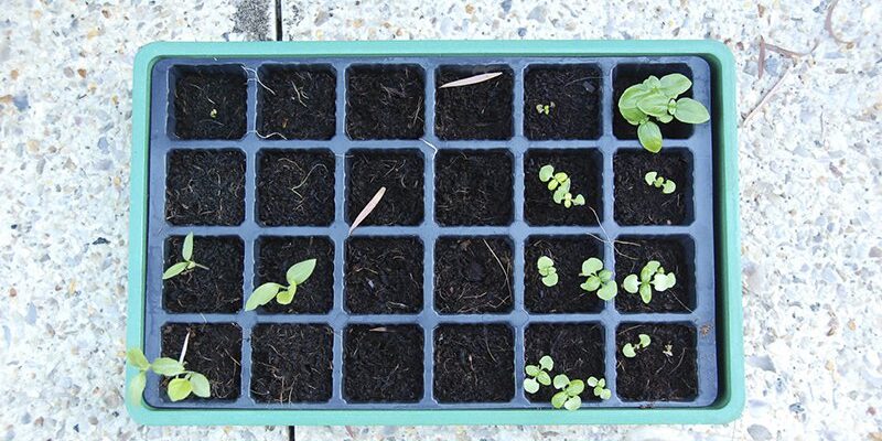 Grow Your Own Chillies