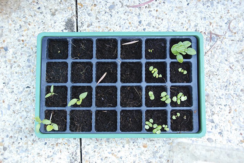 Grow Your Own Chillies