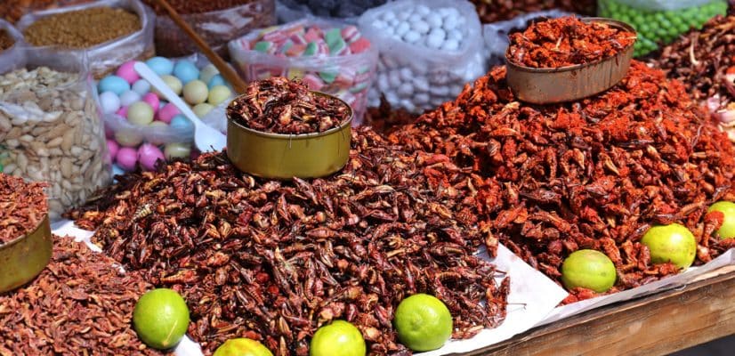 Chapulines Grasshopper Tacos