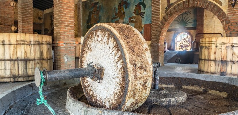 How Mezcal is made