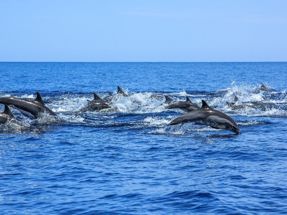 Dolphins Puerto Vallarta