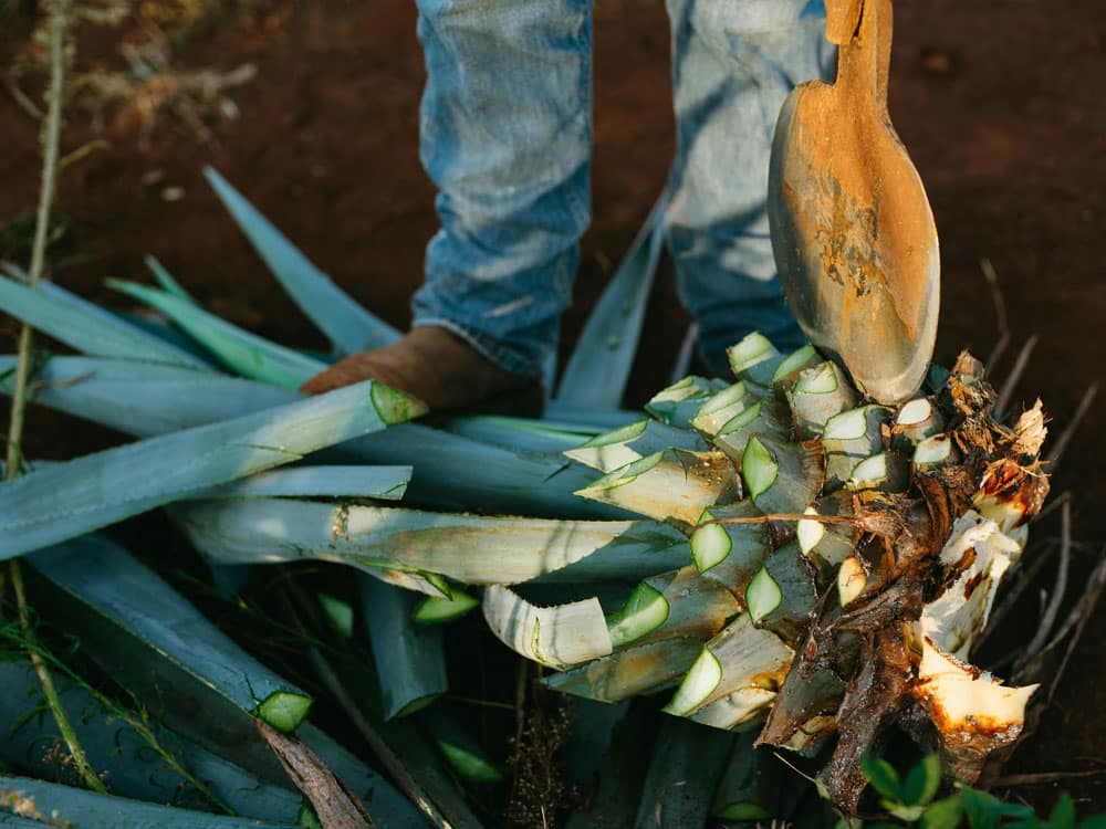 Mezcal in Mexico